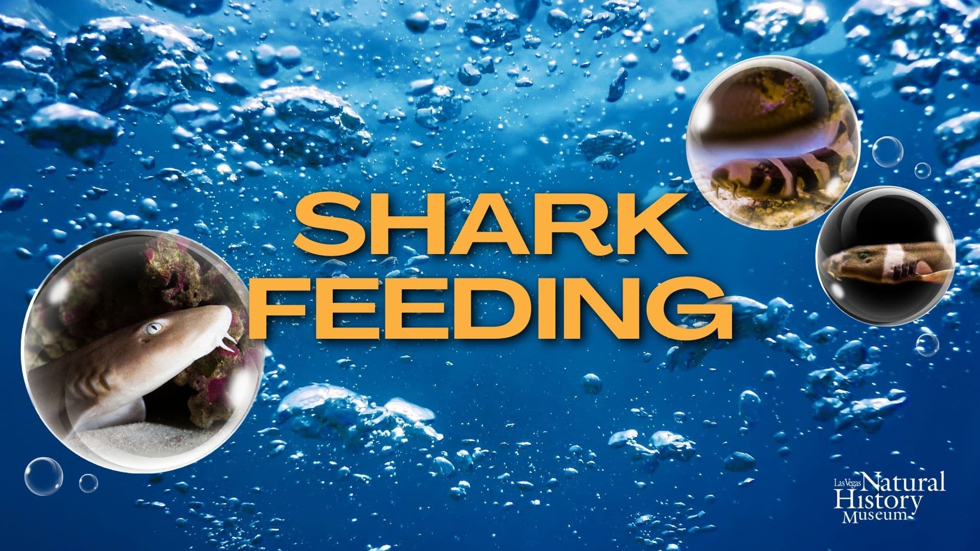 Shark Feeding
